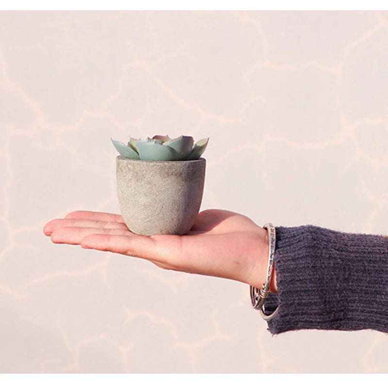 Mini Potted Succulents - Slate Gray Pot
