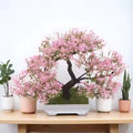 Cherry Blossom Bonsai